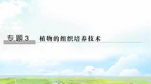 高中生物选修1优质课件：3.1 菊花的组织培养