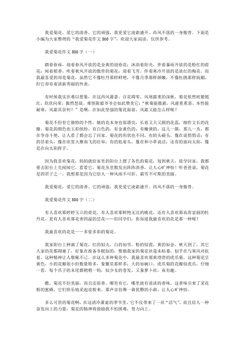 我爱菊花作文500字