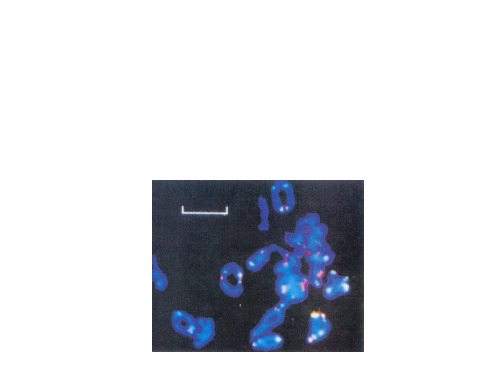 分子生物学(余爱丽)第五章  dna的损伤、修复和突变new