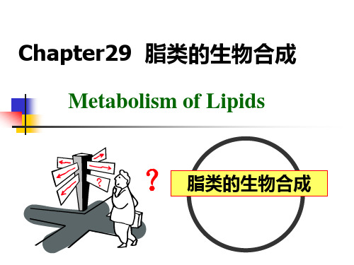 第29章 脂类的生物合成精品PPT课件