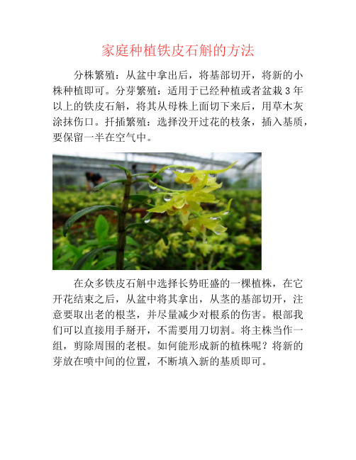 家庭种植铁皮石斛的方法-养花技巧