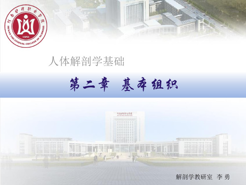 人体解剖学与组织胚胎学课件：11 基本组织