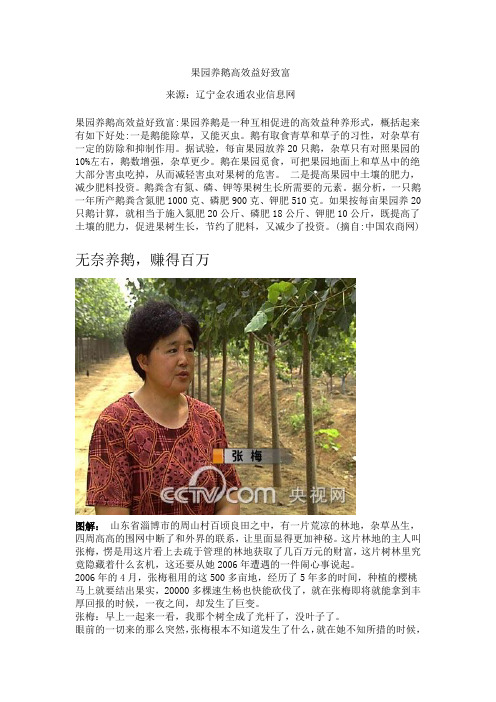 果园养鹅高效益好致富