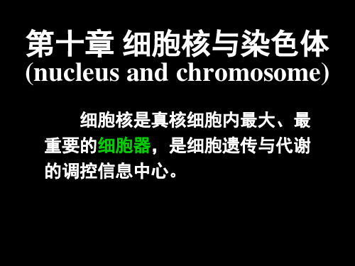 细胞核与染色体