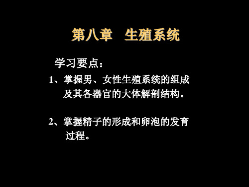 第八章 生殖系统 (上)
