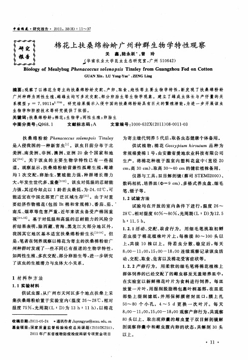棉花上扶桑绵粉蚧广州种群生物学特性观察