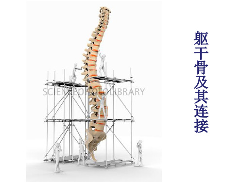 躯干骨及其连接汇总.