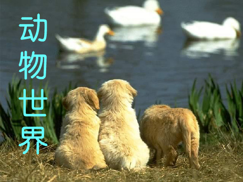 六年级下册语文课件-4.3 如果人类也有尾巴｜鄂教版 (共28张PPT)