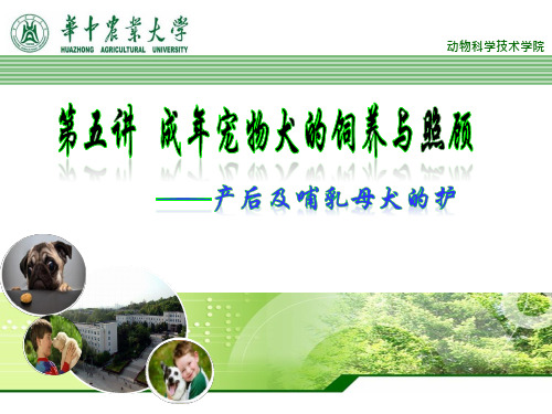 宠物犬特殊阶段的照料 -产后及哺乳母犬的护理