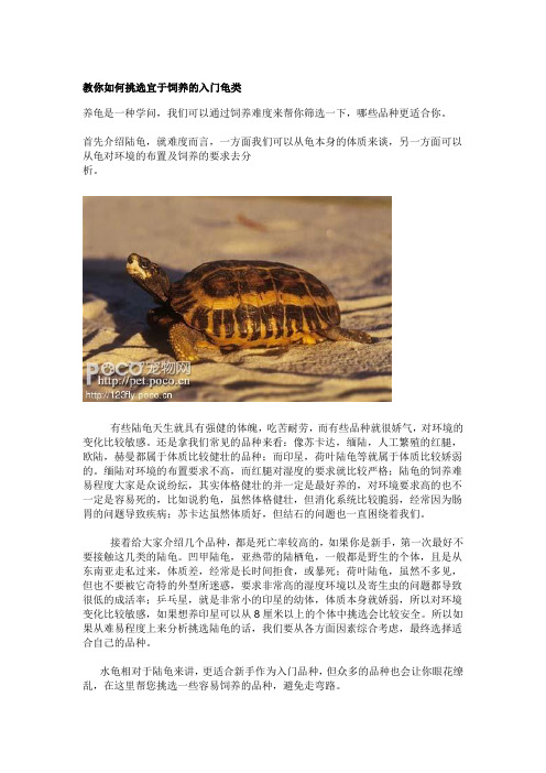 教你如何挑选宜于饲养的入门龟类