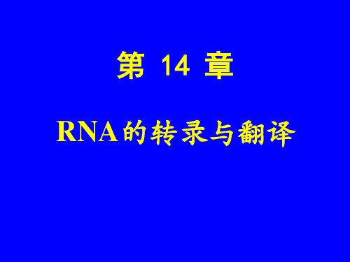 第十三章 RNA的转录与翻译详解