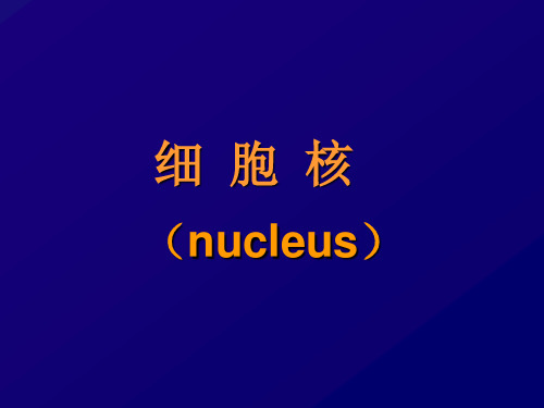细胞的基本单位-细胞6 细胞核