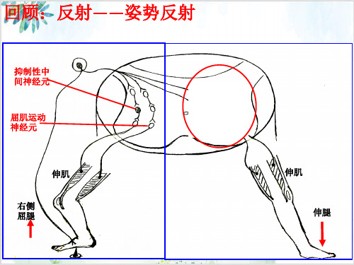 神经系统的分级调节【新】人教版高中生物选择性必修一PPT课件