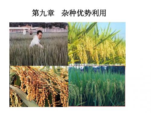 第九章 杂种优势利用