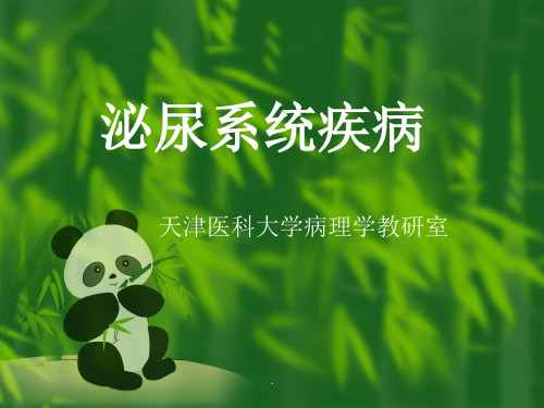 泌尿系统疾病ppt
