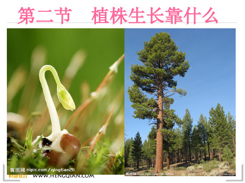 科学三年级下人教新课标2.4是什么在影响植物生长课件