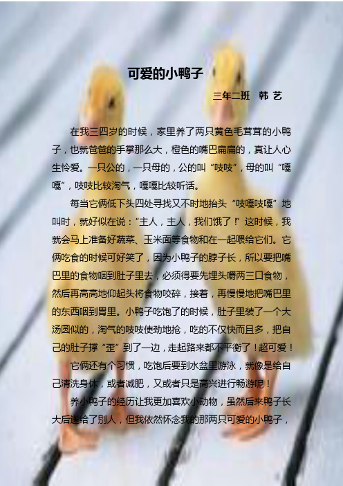可爱的小鸭子插图