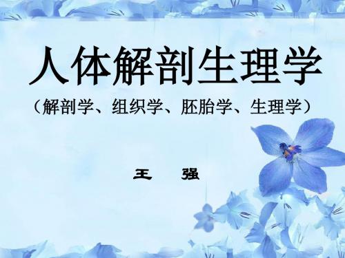 人体解剖学生理学-呼吸系统(河套学院-王强)