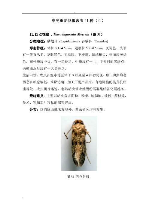 常见重要储粮害虫41种(四)