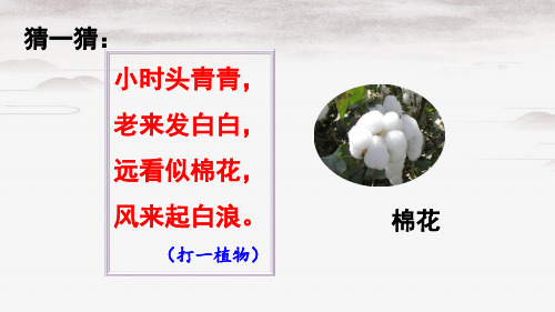 人教部编版一年级下册语文课件：19 棉花姑娘(共43张PPT)演示PPT课件