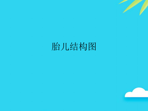 胎儿结构图