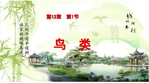 苏科版七年级下册第12章  第1节鸟类 课件(共47张ppt)