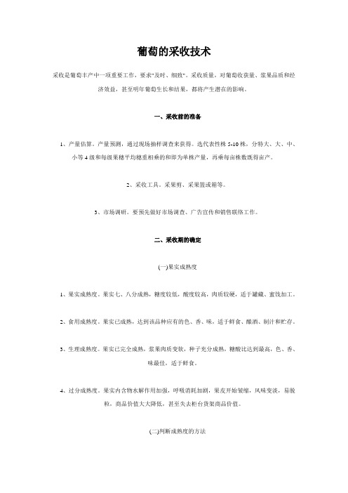 葡萄的采收技术