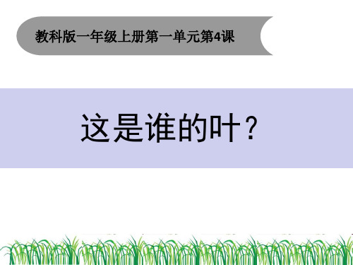 一年级上册科学课件-1.4这是谁的叶(21) l 教科版 (共30张PPT)