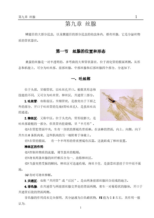 [VIP专享]鳞翅目的大部分昆虫