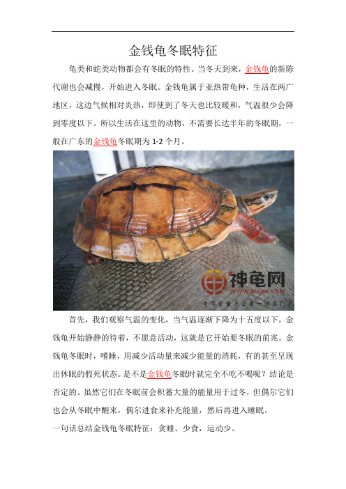 金钱龟冬眠特征
