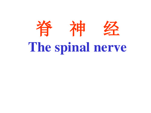 人体解剖学：脊神经