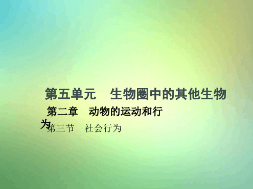 八年级生物上册523社会行为课件新版新人教版