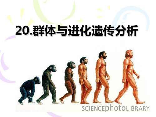 吉林大学《遗传学》20群体与进化遗传分析一韩璐1027.ppt