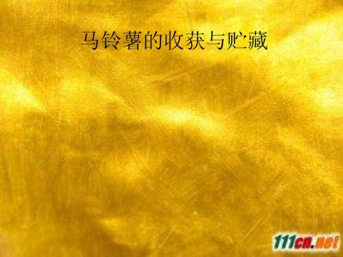 马铃薯的收获与贮