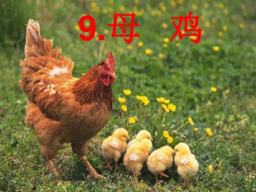 西师版五年级上册《母鸡》课件