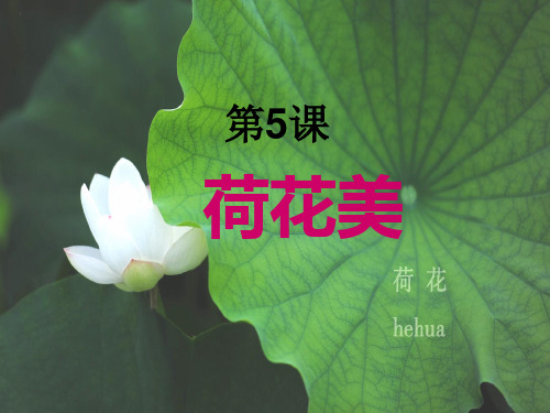第5课荷花美教学PPT课件