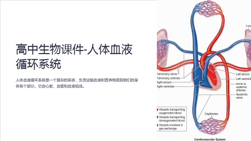 “高中生物课件-人体血液循环系统”