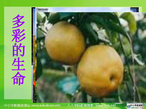 人教版思想品德七上《世界因生命而精彩》ppt课件共23页文档