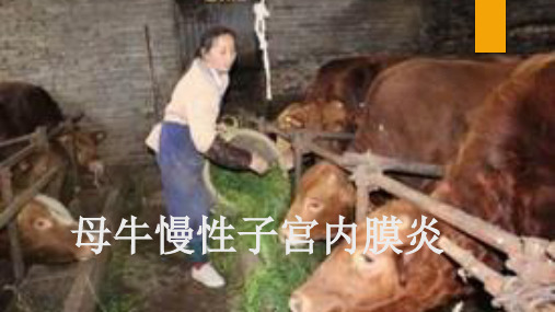 母牛慢性子宫内膜炎