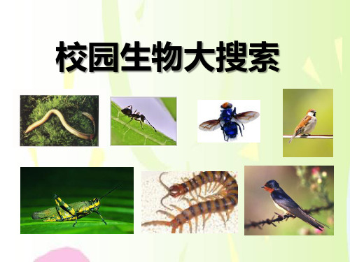 《校园生物大搜索》生物的多样性教材课件PPT