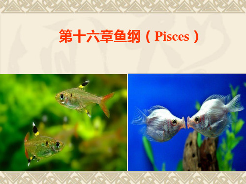第十六章鱼纲Pisces