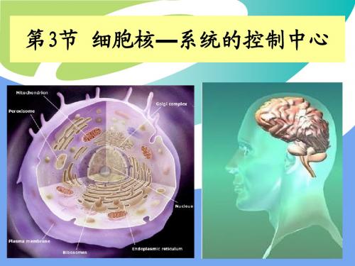 高三生物一轮复习 第三节 细胞核——系统的控制中心