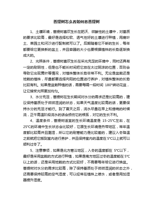 菩提树怎么养如何养菩提树