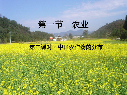 中国农作物的分布ppt课件