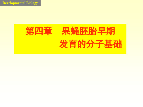 4-果蝇胚胎早期发育