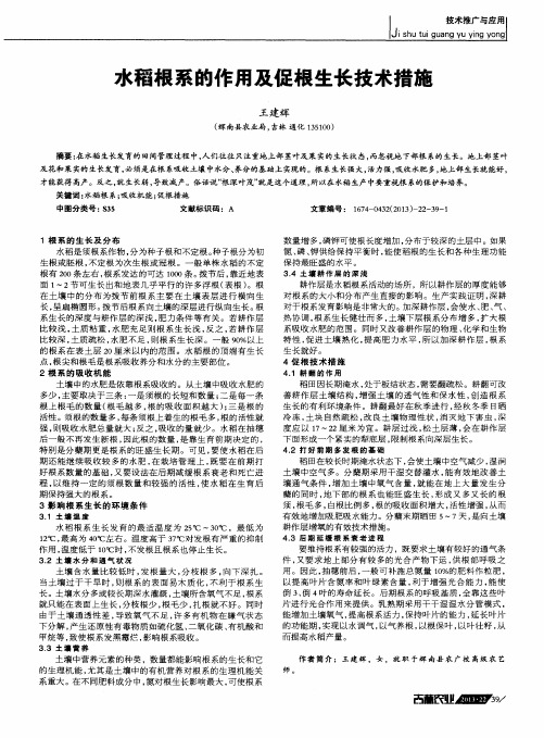 水稻根系的作用及促根生长技术措施