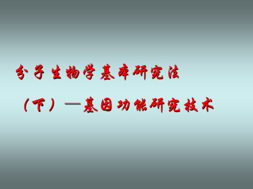 RNA核酸酶RNA诱导的沉默复合体