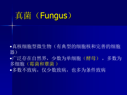真菌概述 PPT课件
