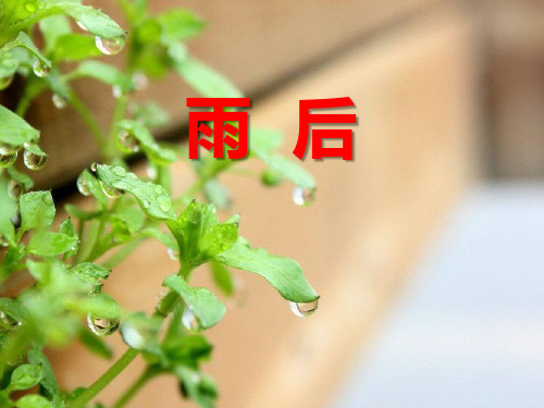 《雨后》-优质精选PPT