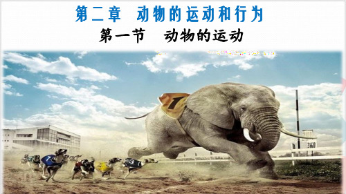 人教版生物《动物的运动》_优质课件
